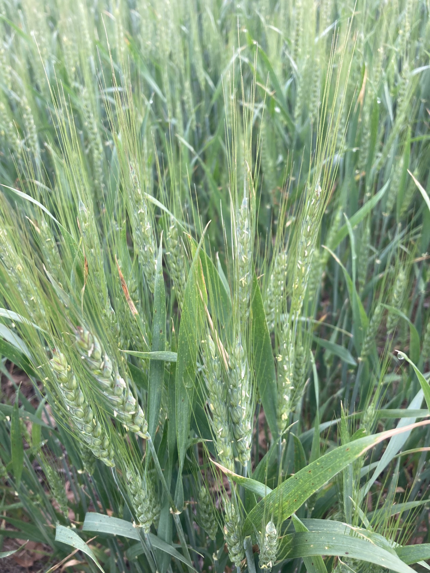 25 Wheat full flower.jpg